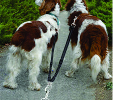 Correas para perros