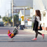 La hora de pasear al pollo