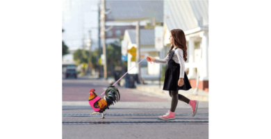 La hora de pasear al pollo