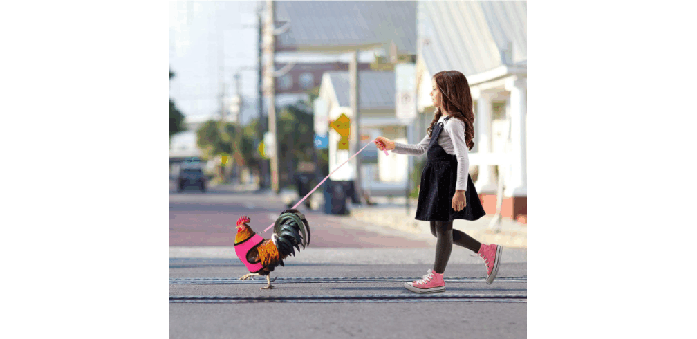 La hora de pasear al pollo