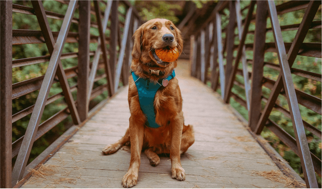 Como poner un arnés a un perro