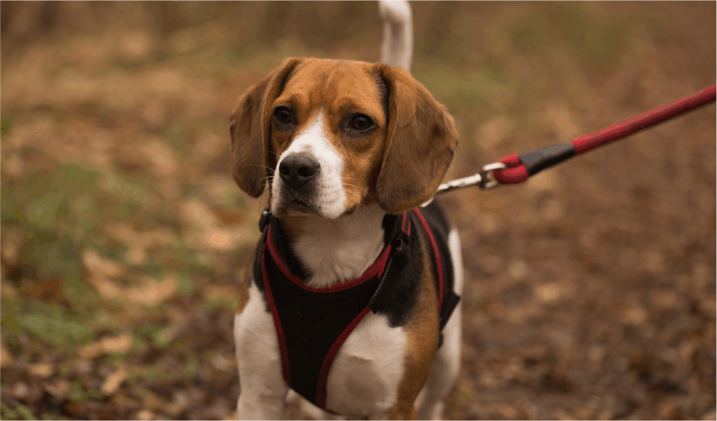 Arnés para perro pequeño